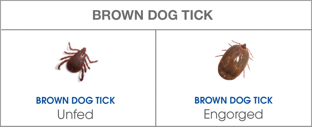 Brown dog tick chart